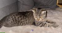 Hauskatze, familienfreundlicher getigerter Kater