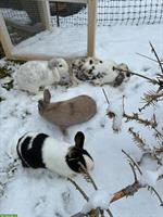 Zwergwidder & Zwergkaninchen für Aussenhaltung