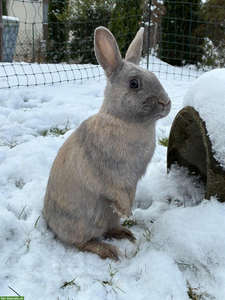 Bild 2: Zwergwidder & Zwergkaninchen für Aussenhaltung