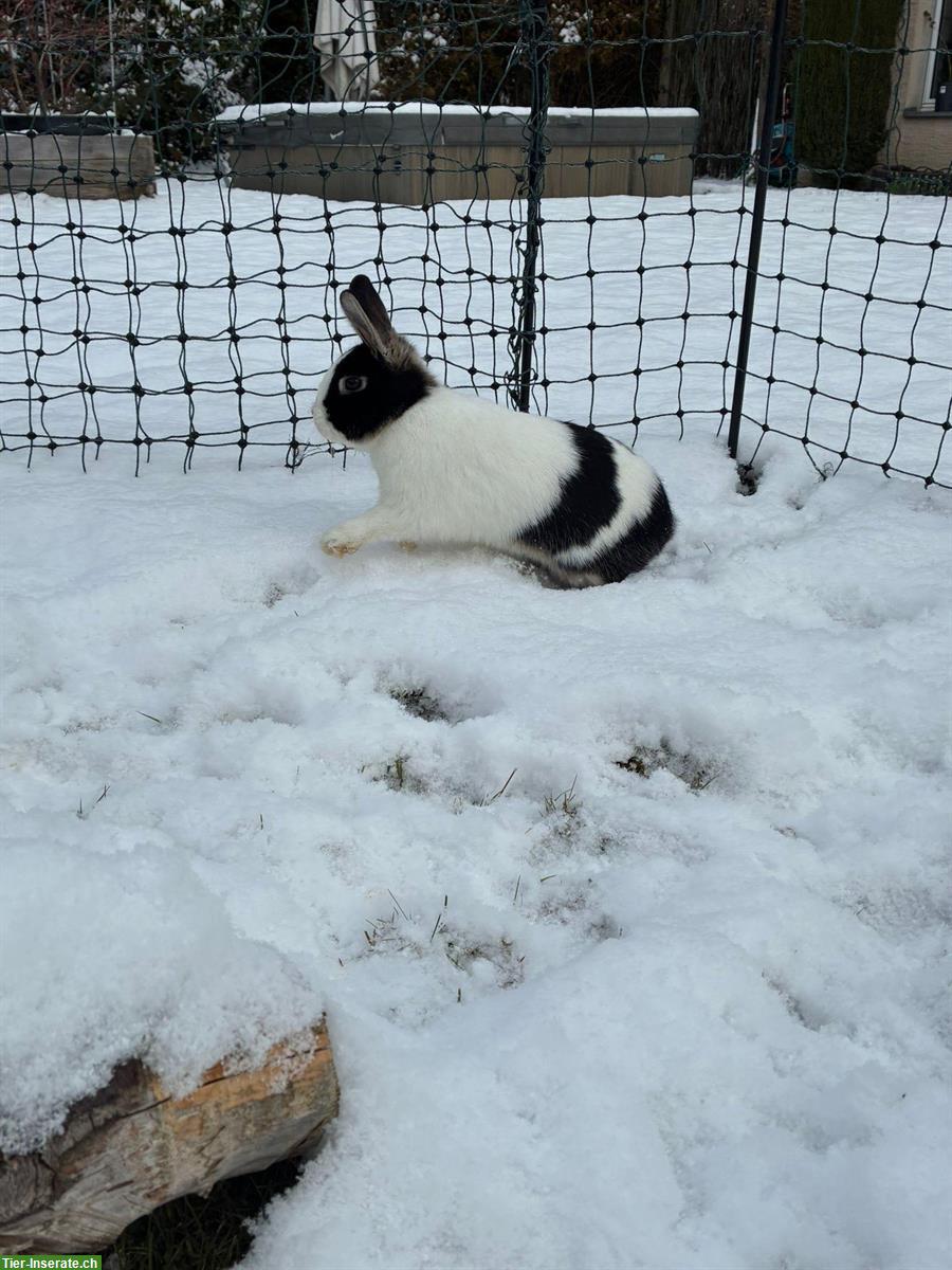 Bild 3: Zwergwidder & Zwergkaninchen für Aussenhaltung