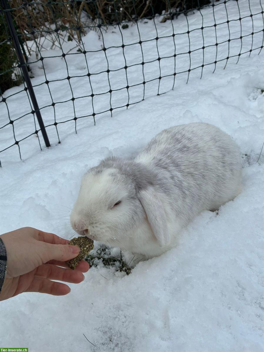 Bild 4: Zwergwidder & Zwergkaninchen für Aussenhaltung