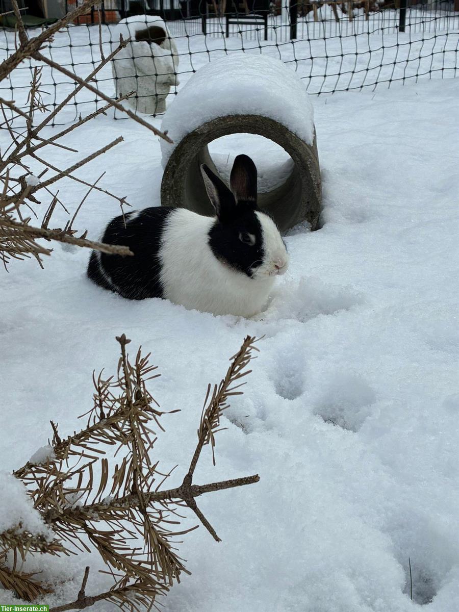 Bild 5: Zwergwidder & Zwergkaninchen für Aussenhaltung