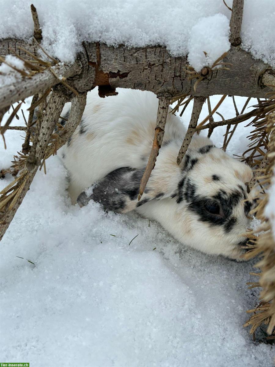 Bild 6: Zwergwidder & Zwergkaninchen für Aussenhaltung