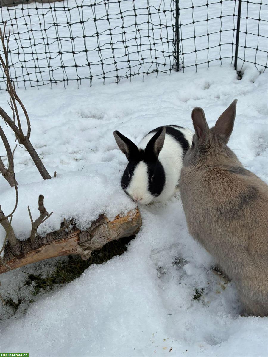 Bild 7: Zwergwidder & Zwergkaninchen für Aussenhaltung