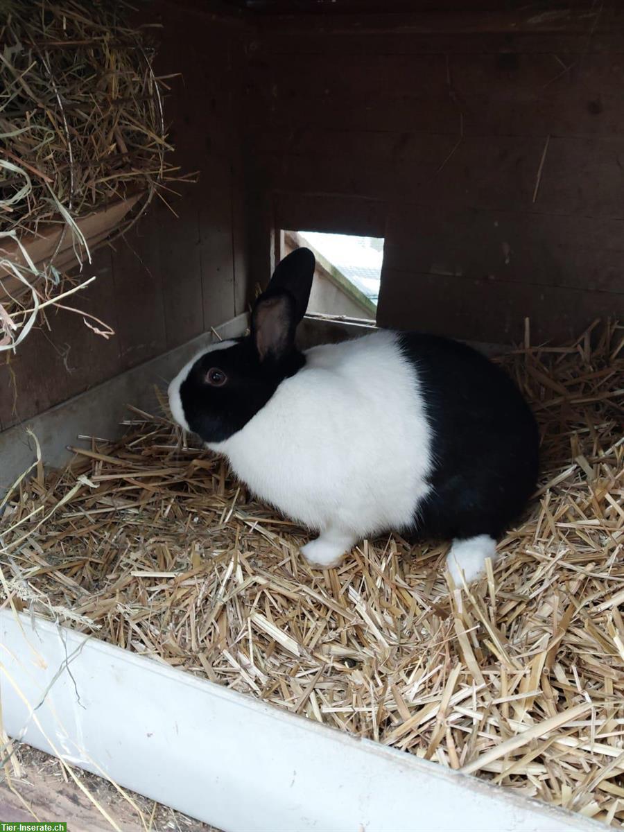 Zwei Holländer Kaninchen Weibchen mit Stall