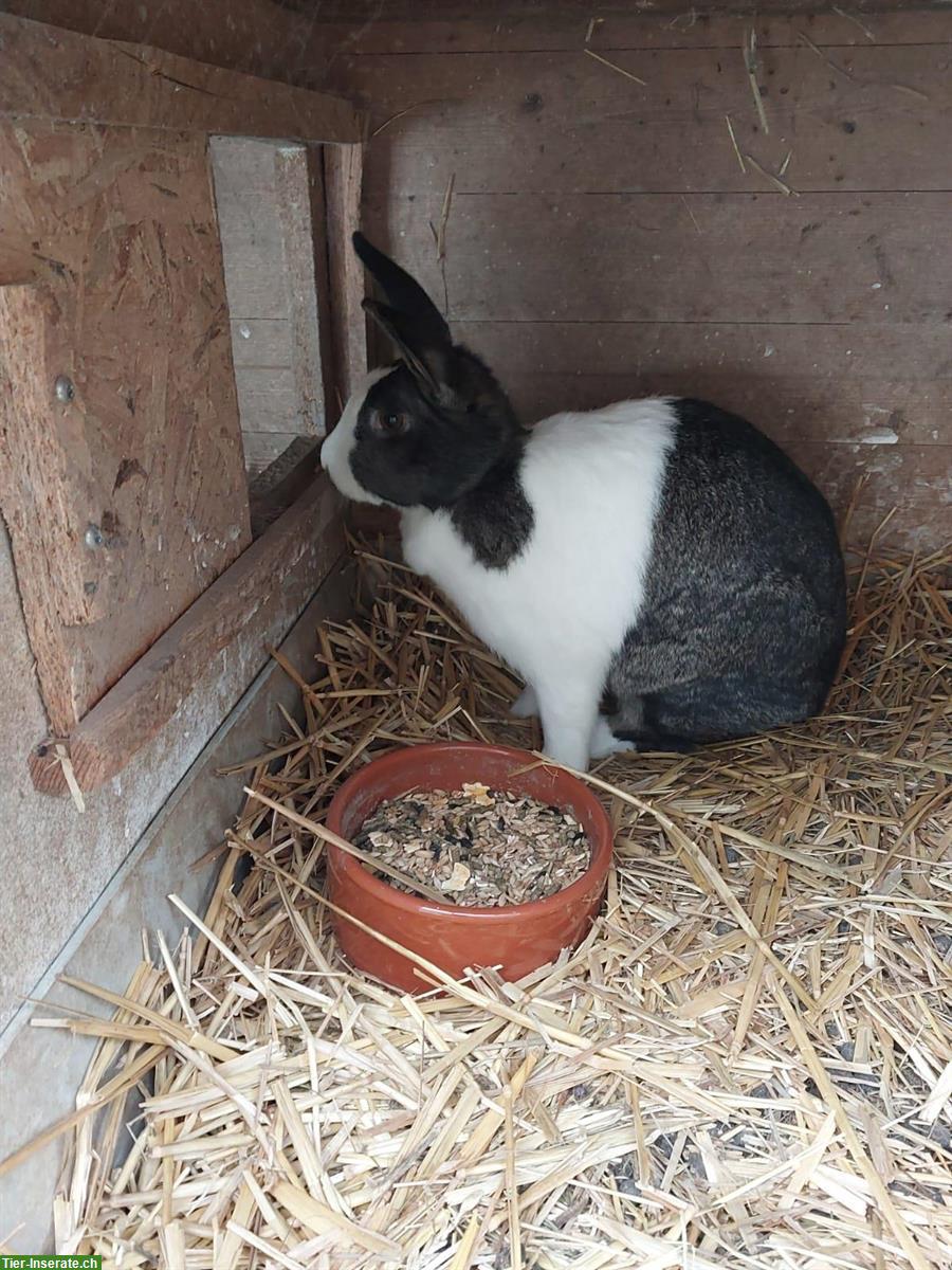 Bild 2: Zwei Holländer Kaninchen Weibchen mit Stall