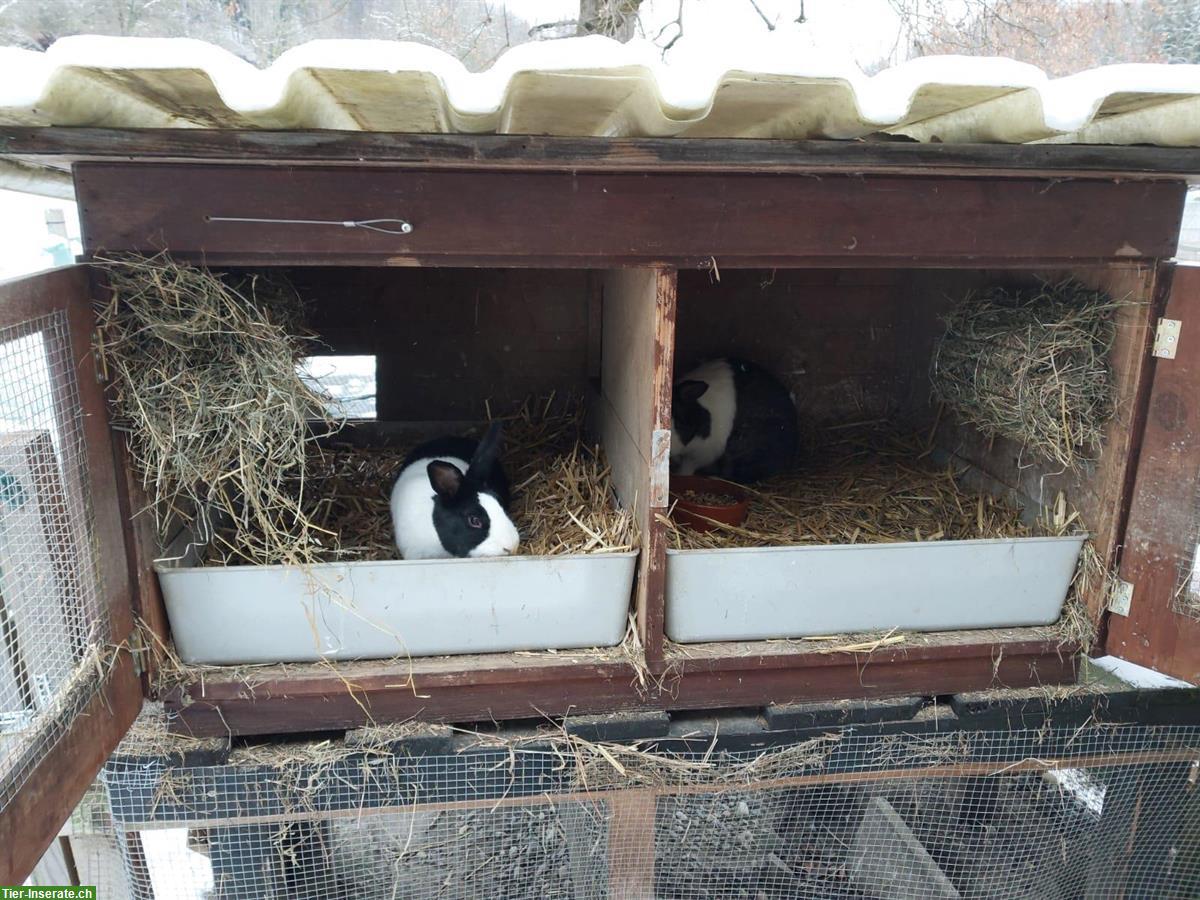 Bild 3: Zwei Holländer Kaninchen Weibchen mit Stall
