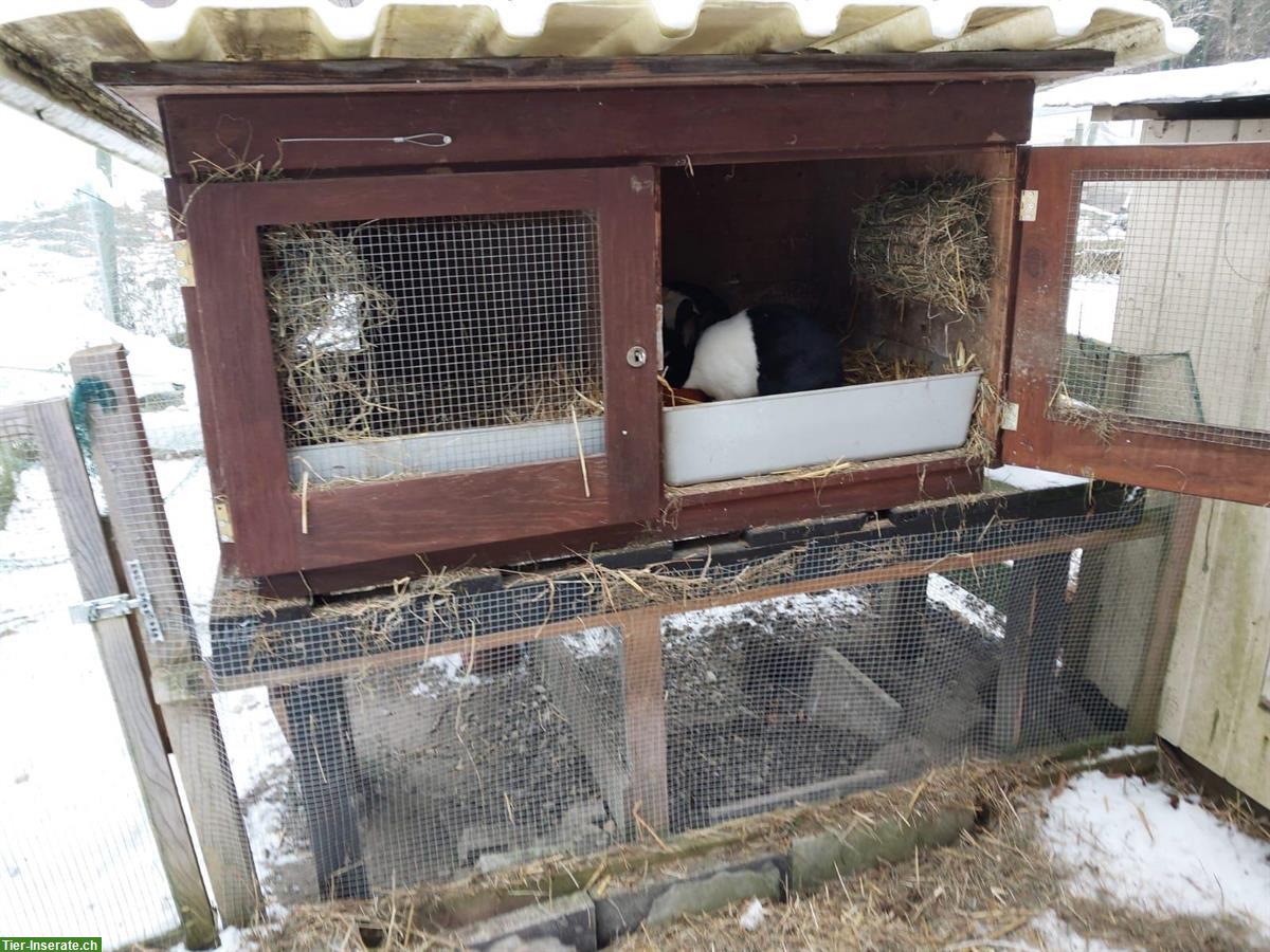 Bild 4: Zwei Holländer Kaninchen Weibchen mit Stall