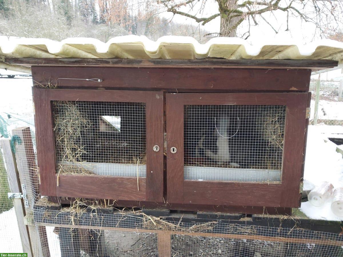 Bild 5: Zwei Holländer Kaninchen Weibchen mit Stall