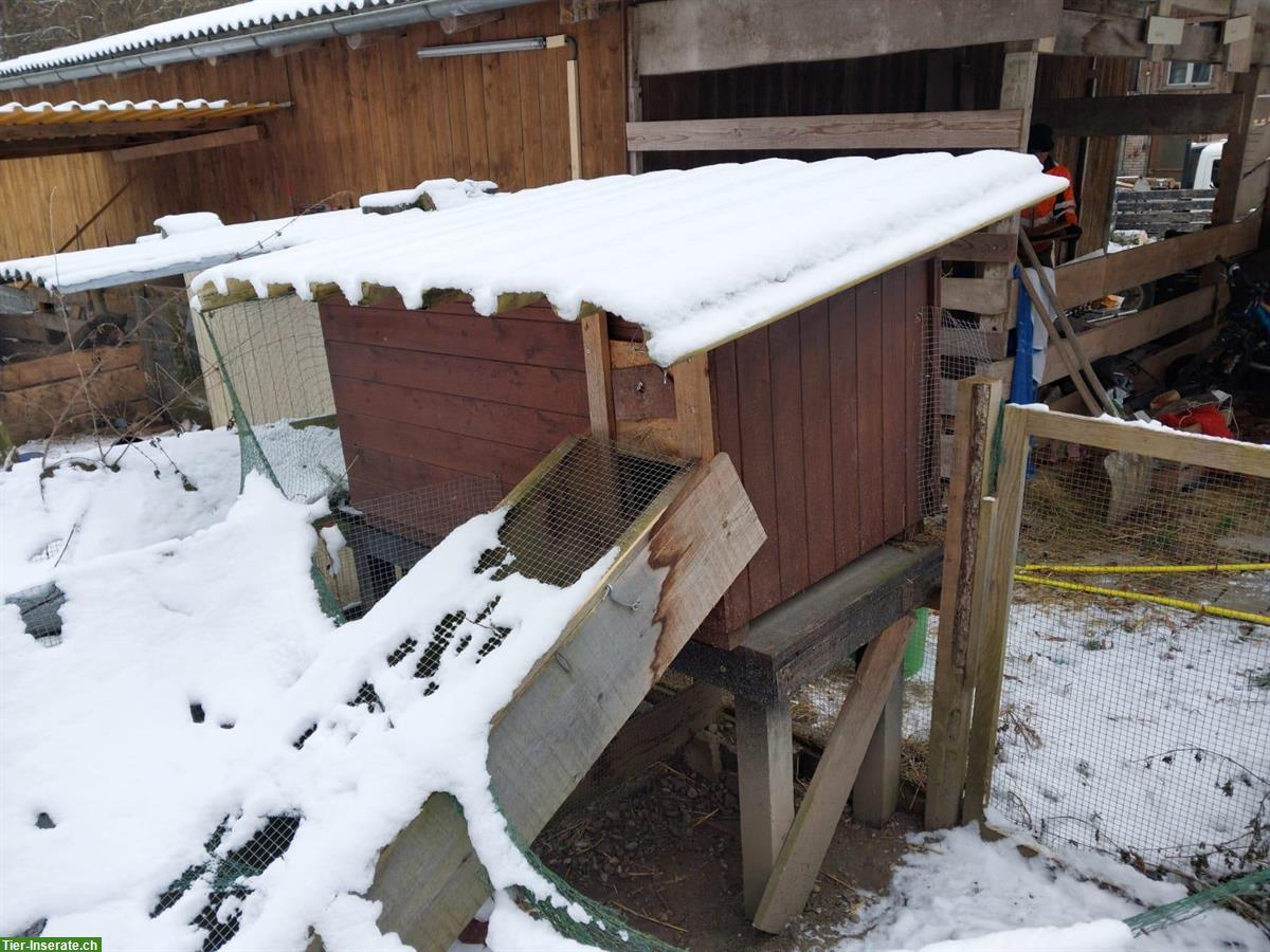 Bild 6: Zwei Holländer Kaninchen Weibchen mit Stall