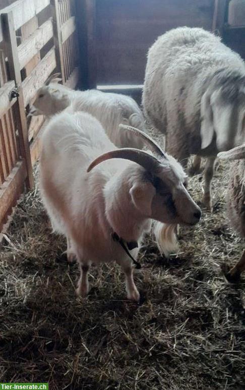 Kaschmirziegen, reinrassig, trächtig, Bio
