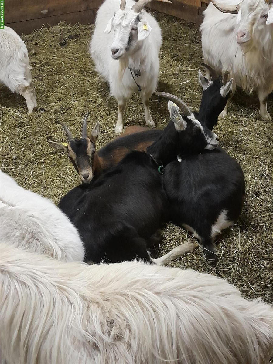 Bild 2: Kaschmirziegen, reinrassig, trächtig, Bio