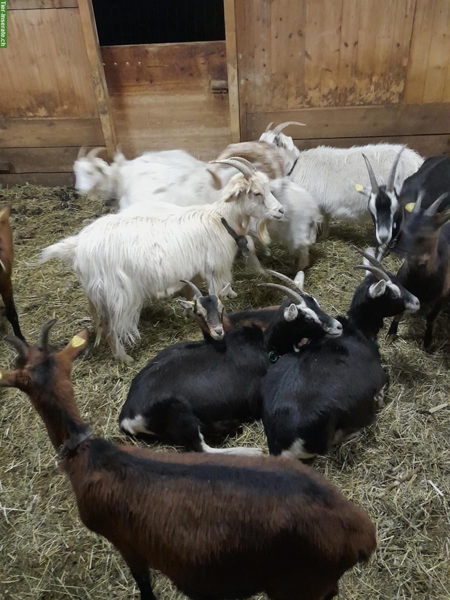 Bild 3: Kaschmirziegen, reinrassig, trächtig, Bio