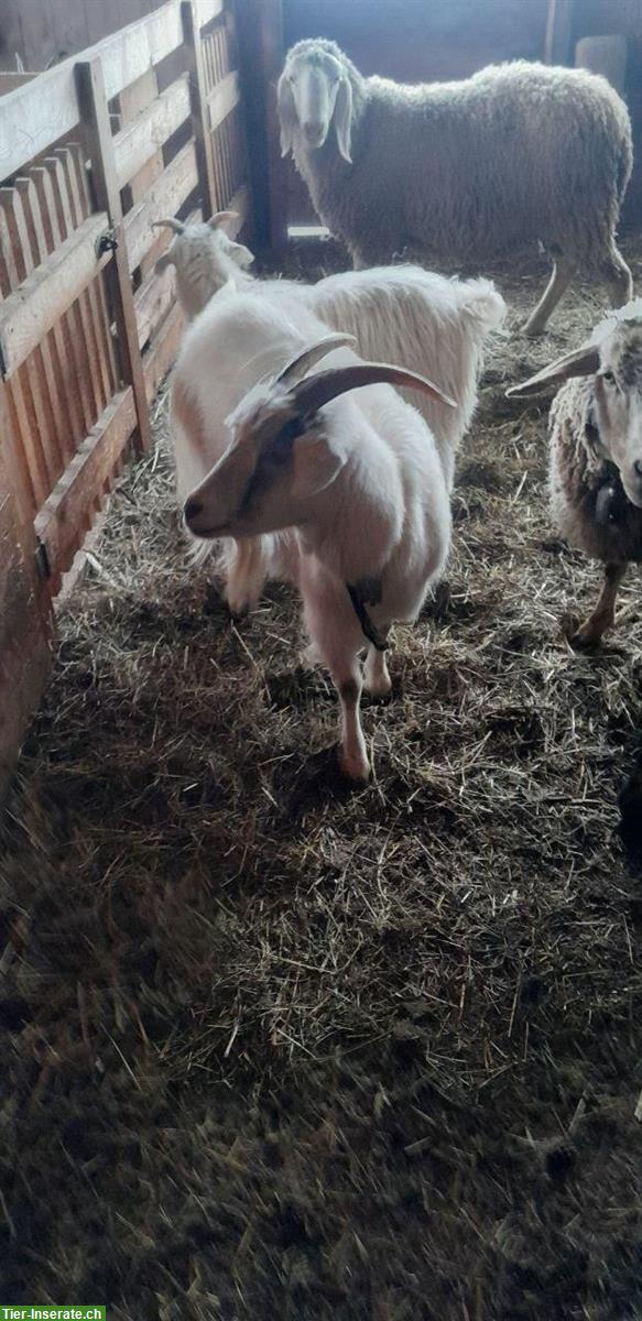 Bild 5: Kaschmirziegen, reinrassig, trächtig, Bio
