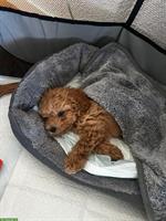 Junge Zwergpudel Hündin Chloe sucht ein Zuhause