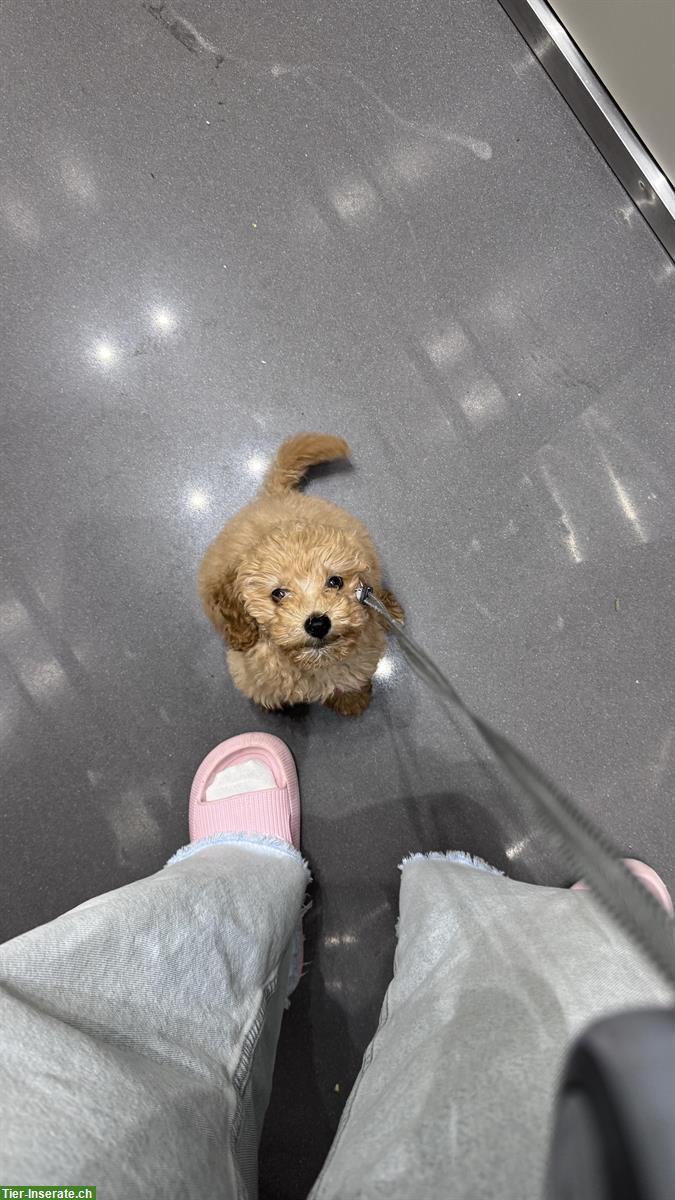 Bild 2: Junge Zwergpudel Hündin Chloe sucht ein Zuhause