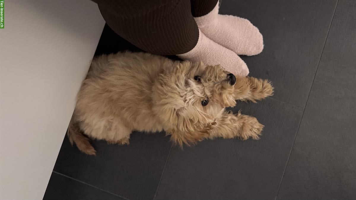 Bild 3: Junge Zwergpudel Hündin Chloe sucht ein Zuhause