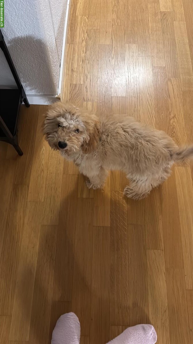 Bild 4: Junge Zwergpudel Hündin Chloe sucht ein Zuhause