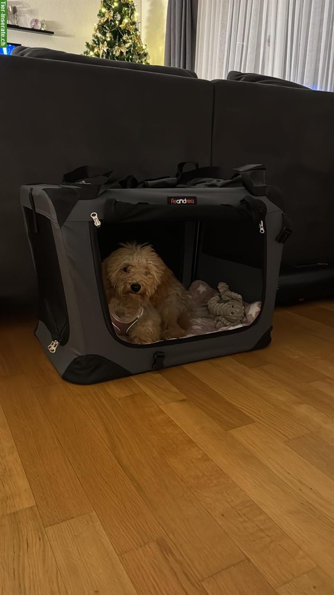 Bild 5: Junge Zwergpudel Hündin Chloe sucht ein Zuhause