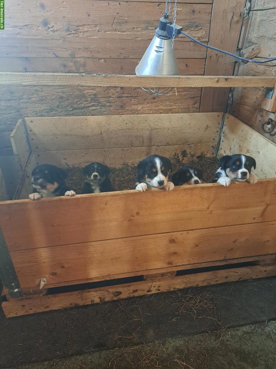 Junge Appenzeller Mischlingswelpen vom Bauernhof