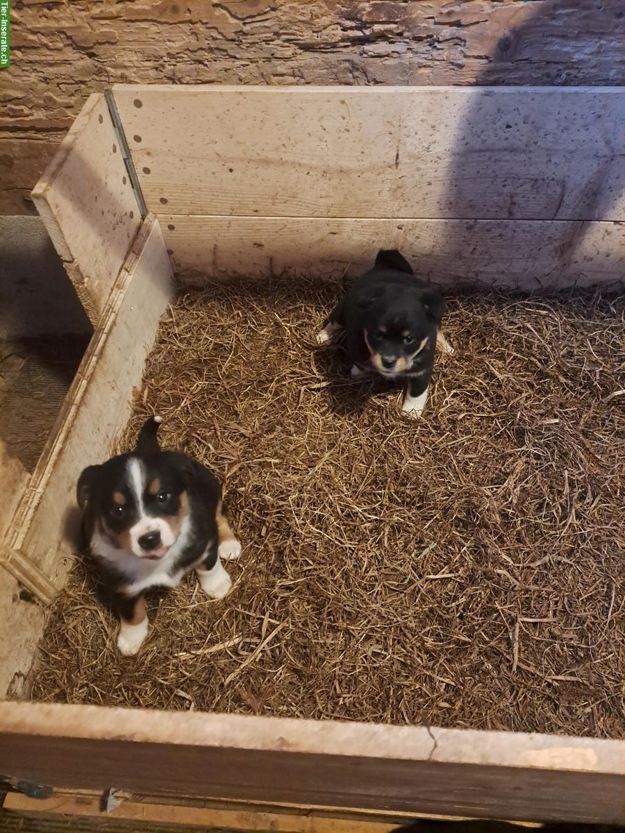 Bild 2: Junge Appenzeller Mischlingswelpen vom Bauernhof