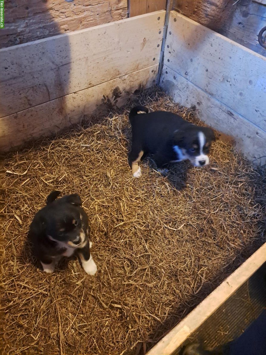 Bild 3: Junge Appenzeller Mischlingswelpen vom Bauernhof