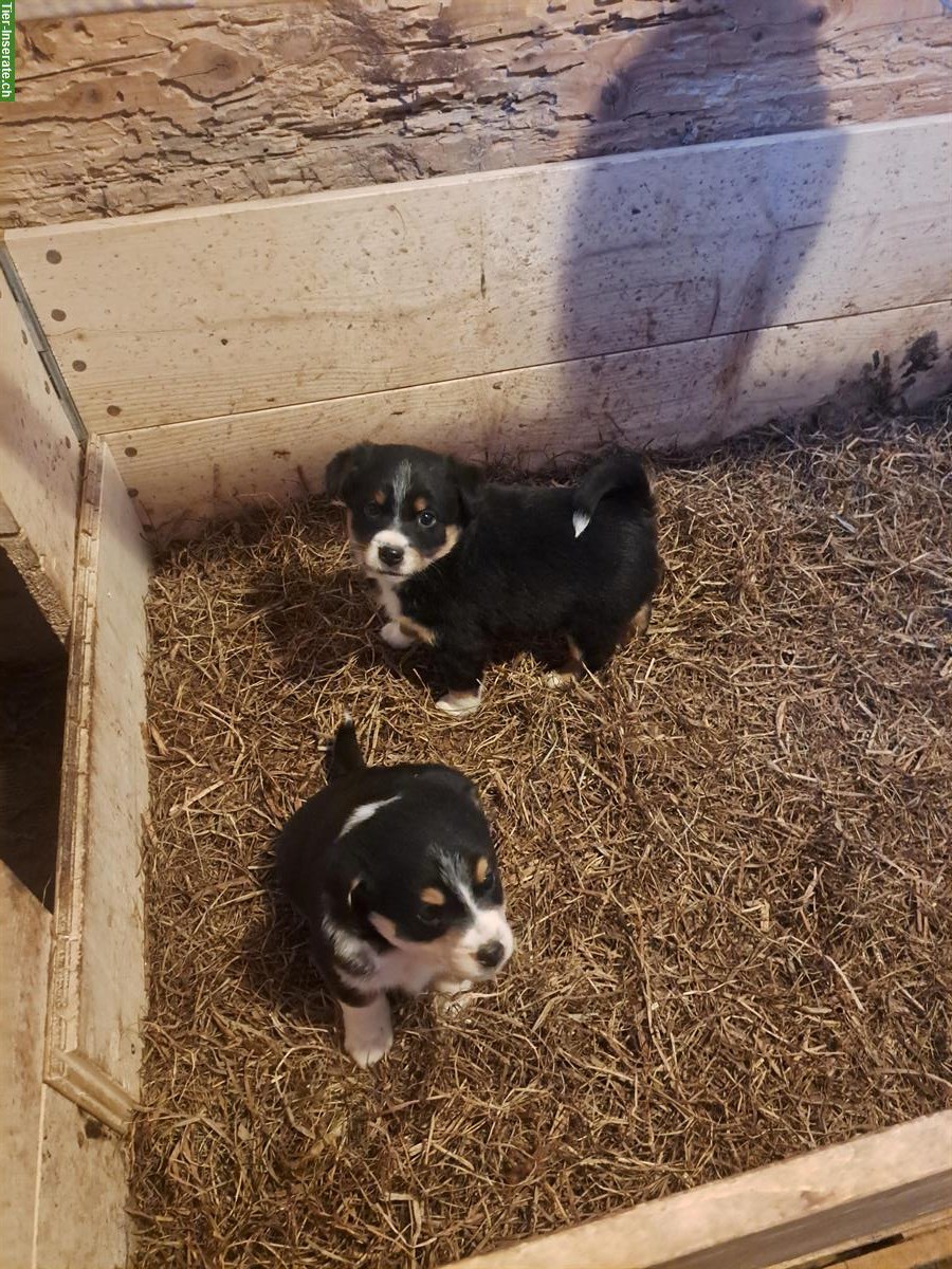 Bild 4: Junge Appenzeller Mischlingswelpen vom Bauernhof