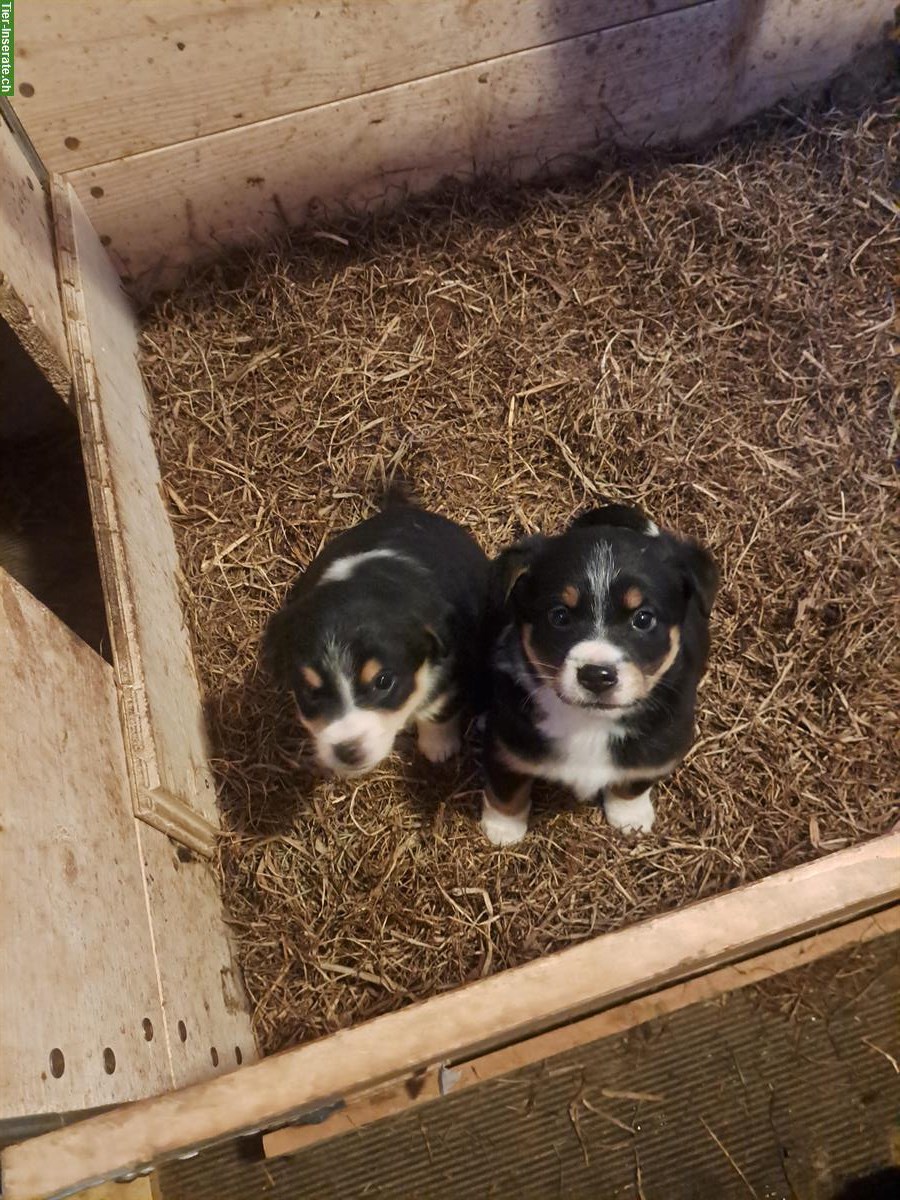 Bild 5: Junge Appenzeller Mischlingswelpen vom Bauernhof