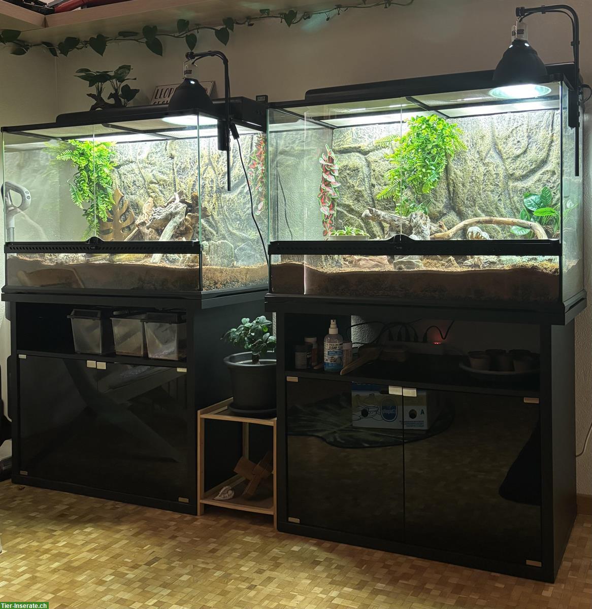 Leopardgecko Pärchen mit Terrarium-Komplettset