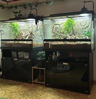 Leopardgecko Pärchen mit Terrarium-Komplettset