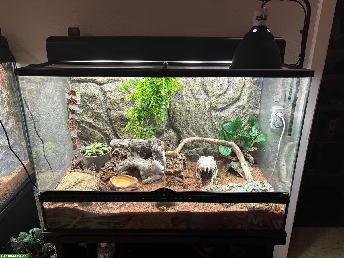 Bild 2: Leopardgecko Pärchen mit Terrarium-Komplettset