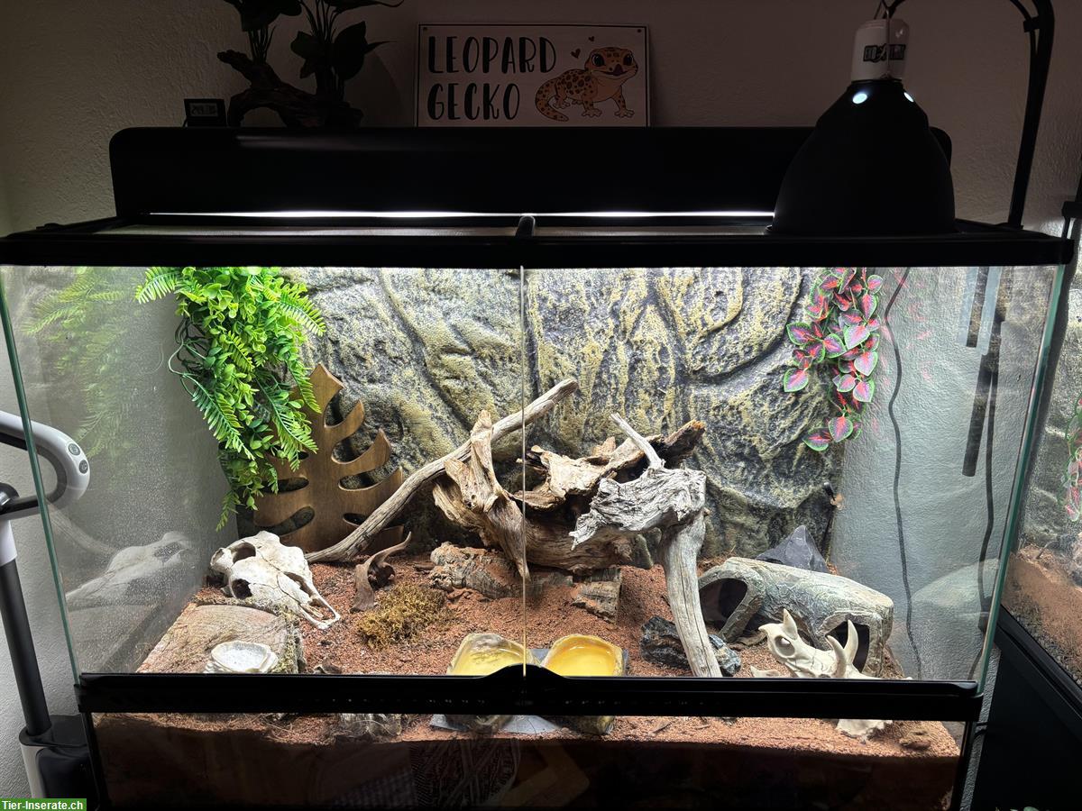 Bild 3: Leopardgecko Pärchen mit Terrarium-Komplettset