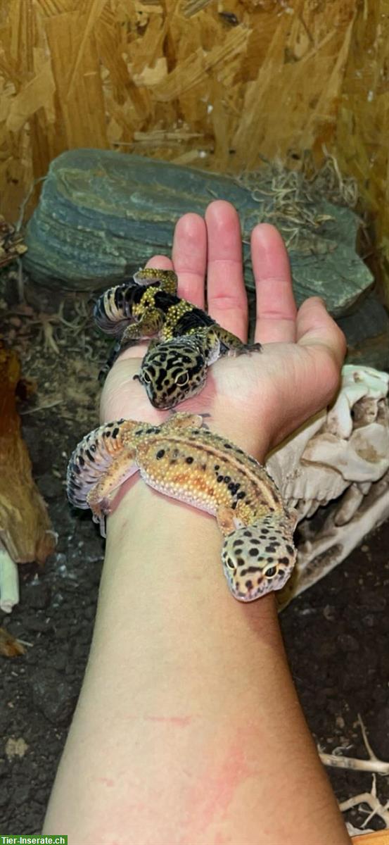 Bild 4: Leopardgecko Pärchen mit Terrarium-Komplettset