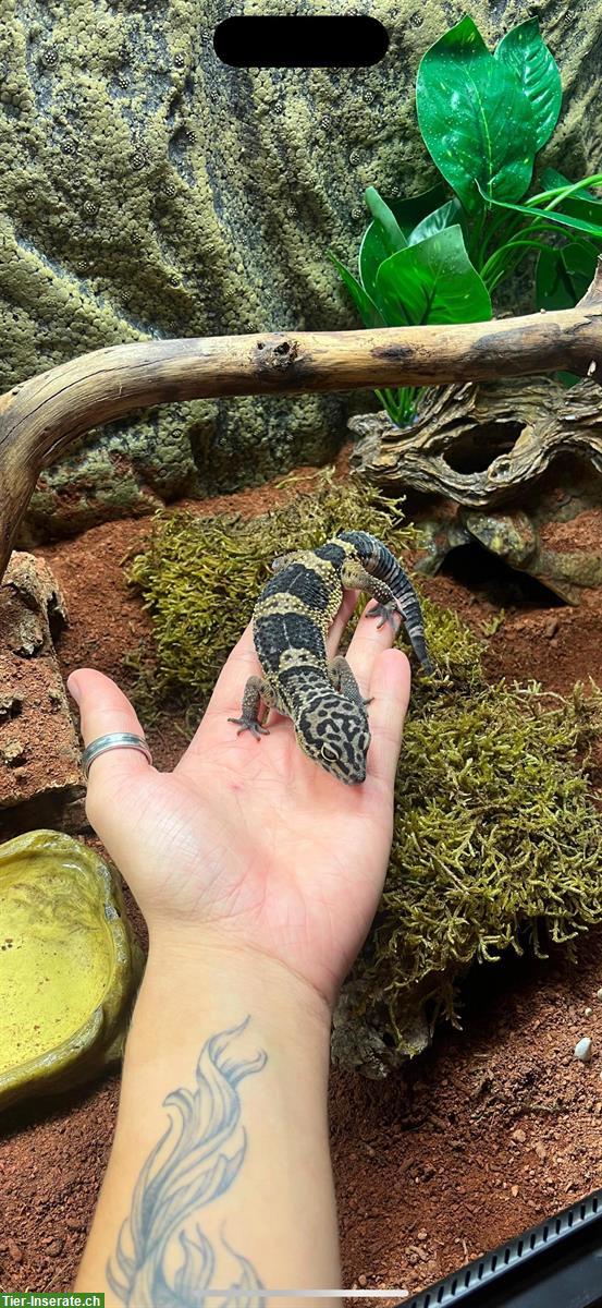 Bild 5: Leopardgecko Pärchen mit Terrarium-Komplettset