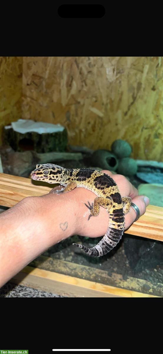 Bild 6: Leopardgecko Pärchen mit Terrarium-Komplettset