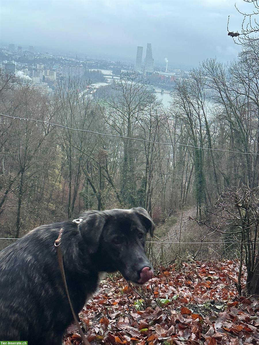 Mischlingsrüde Pablo abzugeben