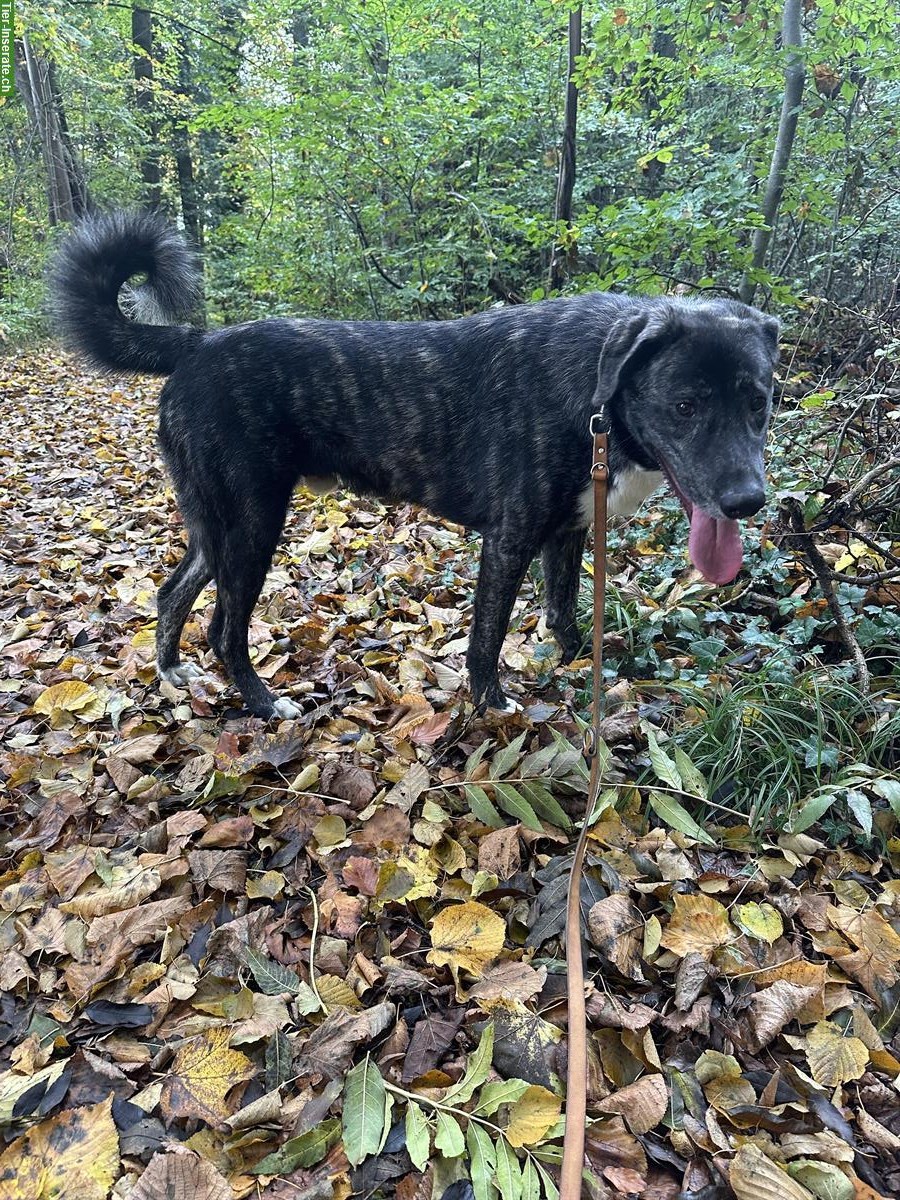 Bild 2: Mischlingsrüde Pablo abzugeben