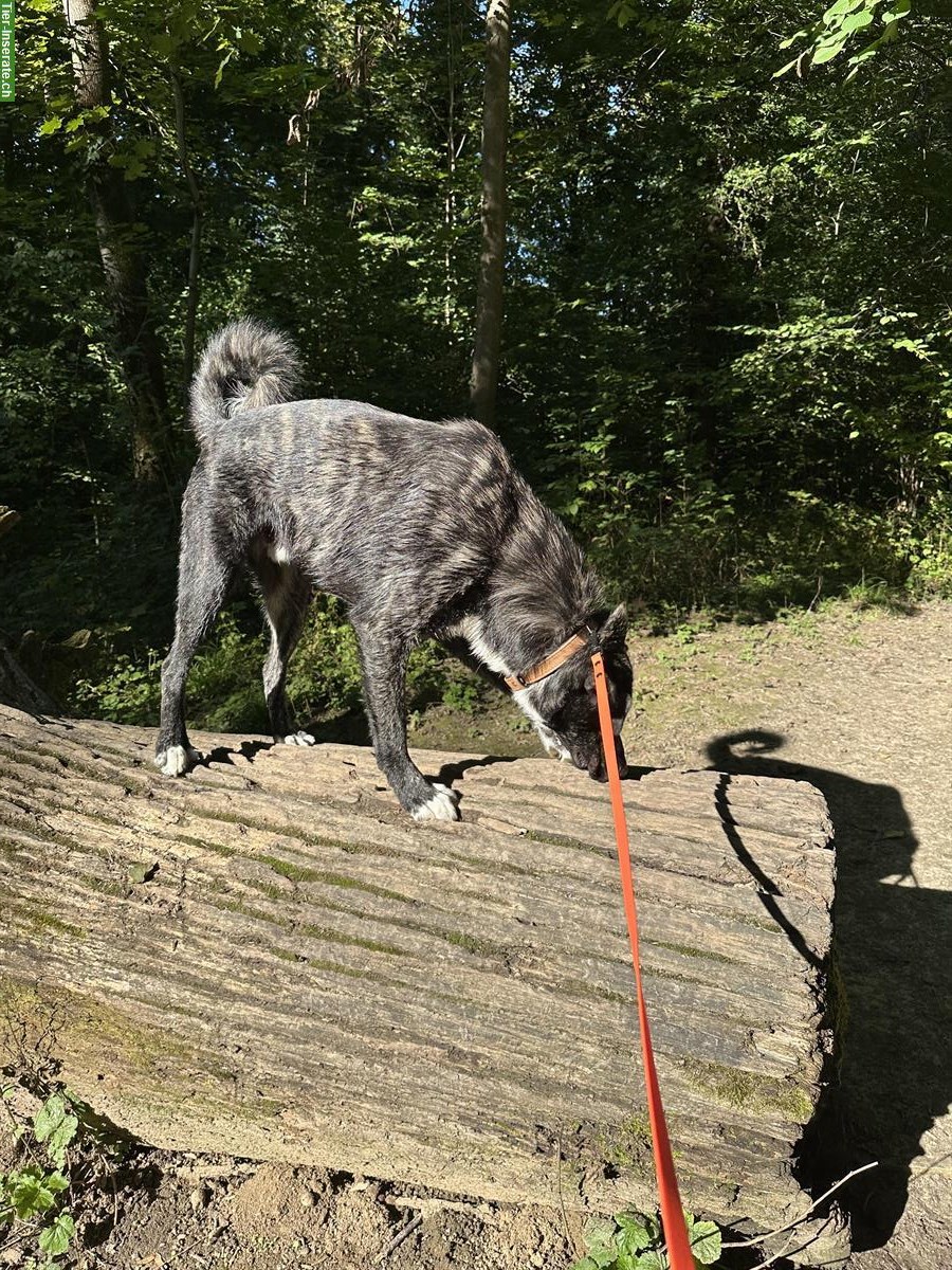 Bild 4: Mischlingsrüde Pablo abzugeben