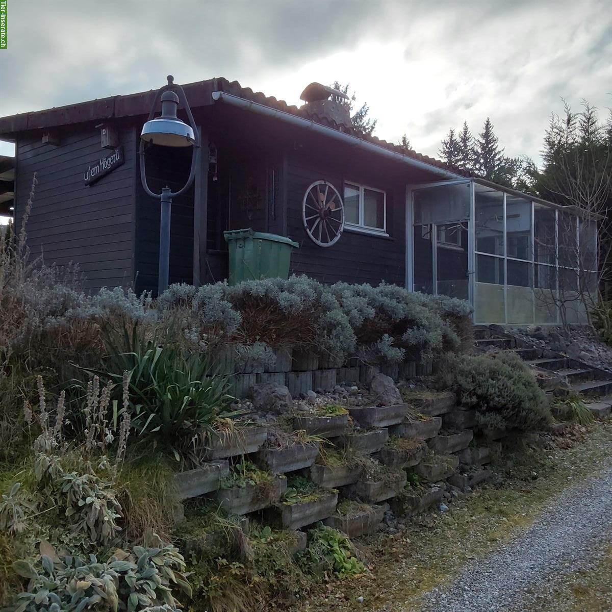 Bild 5: Kleintieranlage in Rümlang ZH zu verkaufen