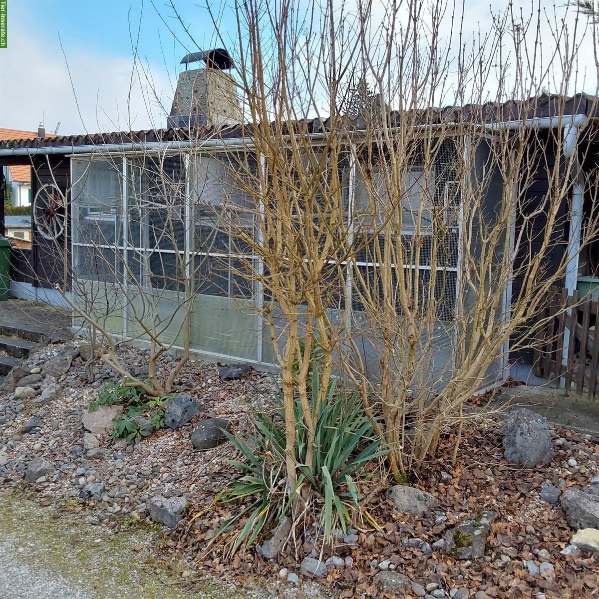 Bild 6: Kleintieranlage in Rümlang ZH zu verkaufen