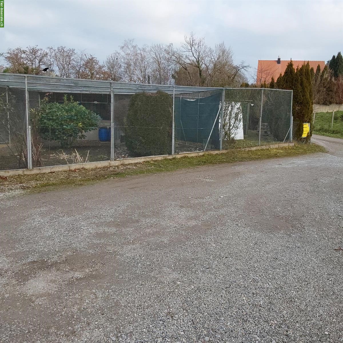 Bild 8: Kleintieranlage in Rümlang ZH zu verkaufen