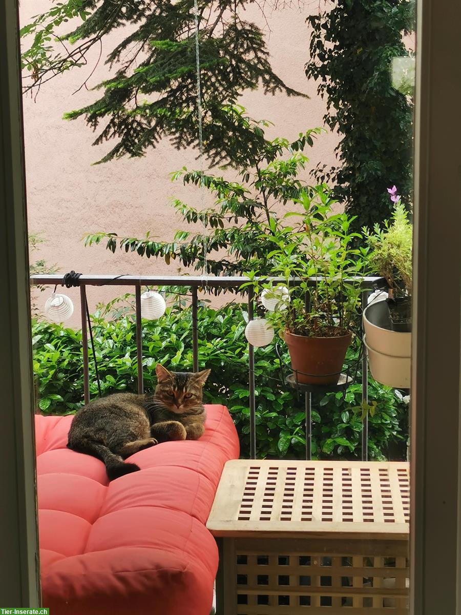 Soziales Kätzchen als Geschwisterchen gesucht