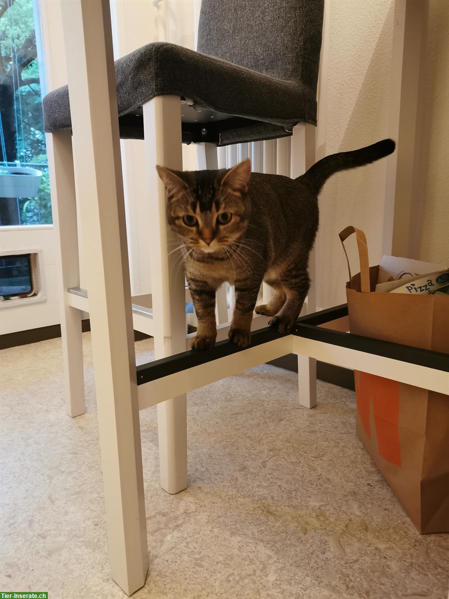 Bild 2: Soziales Kätzchen als Geschwisterchen gesucht