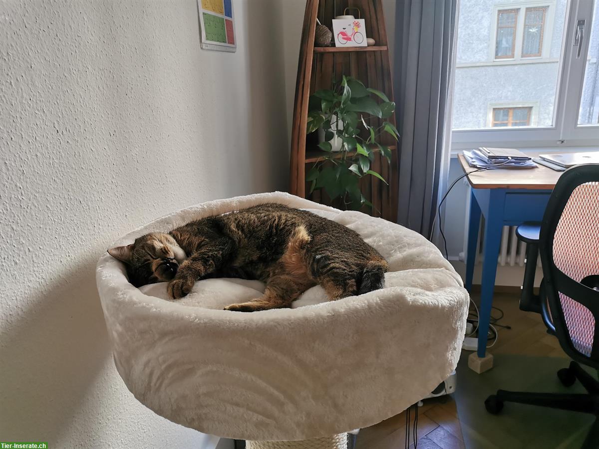 Bild 3: Soziales Kätzchen als Geschwisterchen gesucht