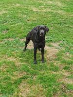 Deckrüde gesucht: Labrador oder Mittel- bis Grosspudel