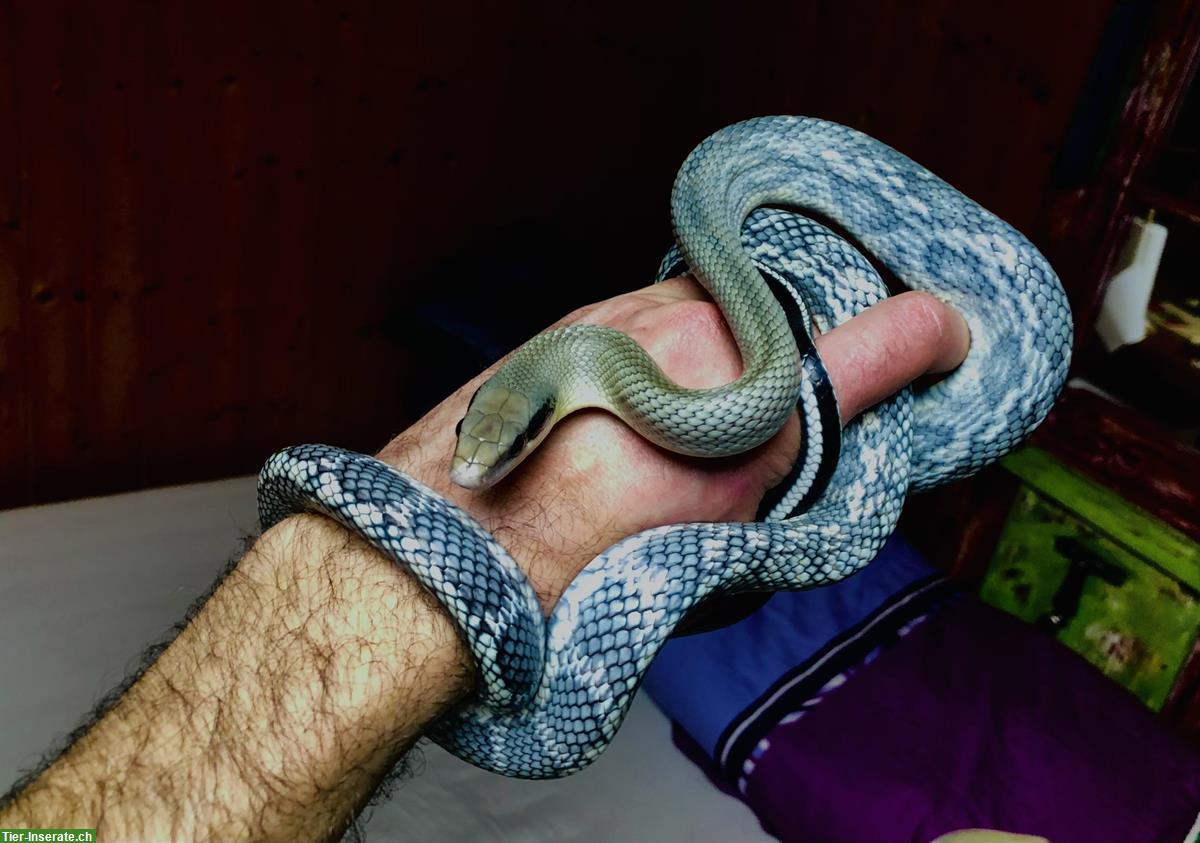 Schönnatter Blue beauty (Orthriophis taeniurus)