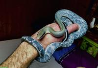 Schönnatter Blue beauty (Orthriophis taeniurus)