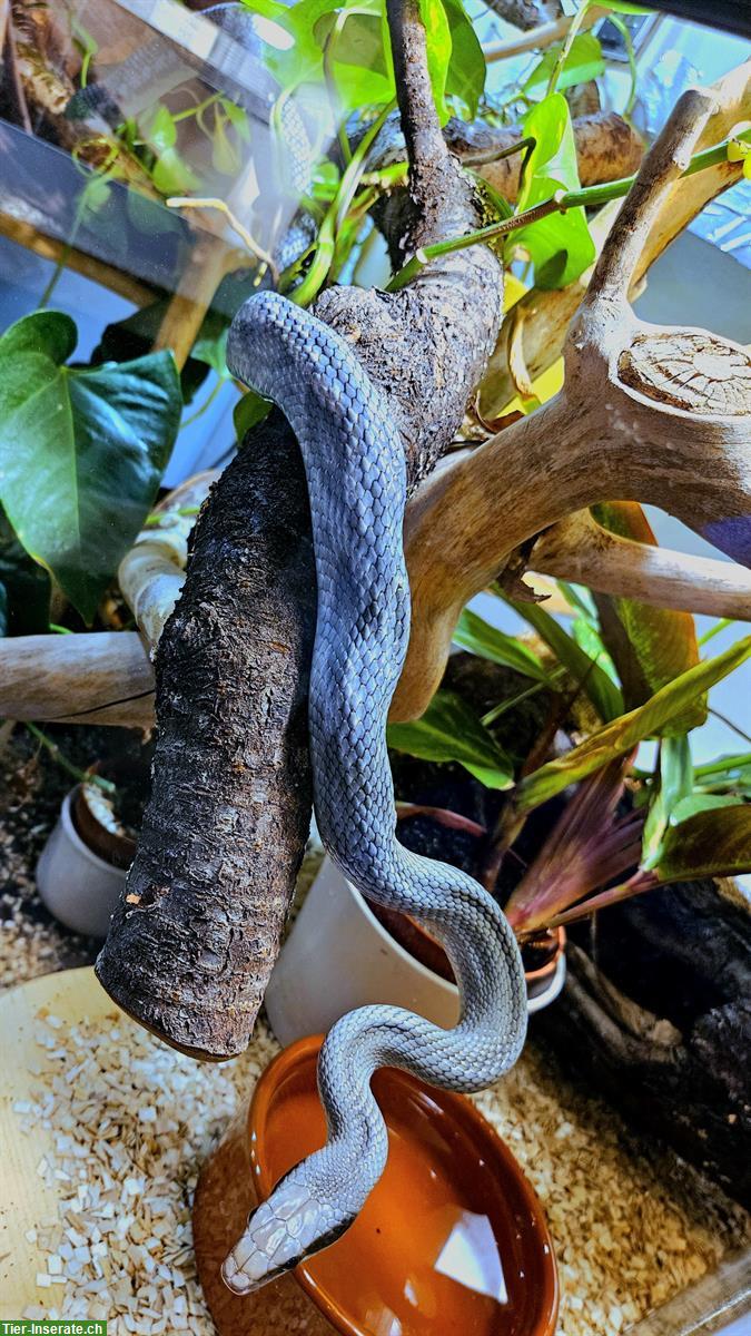 Bild 2: Schönnatter Blue beauty (Orthriophis taeniurus)