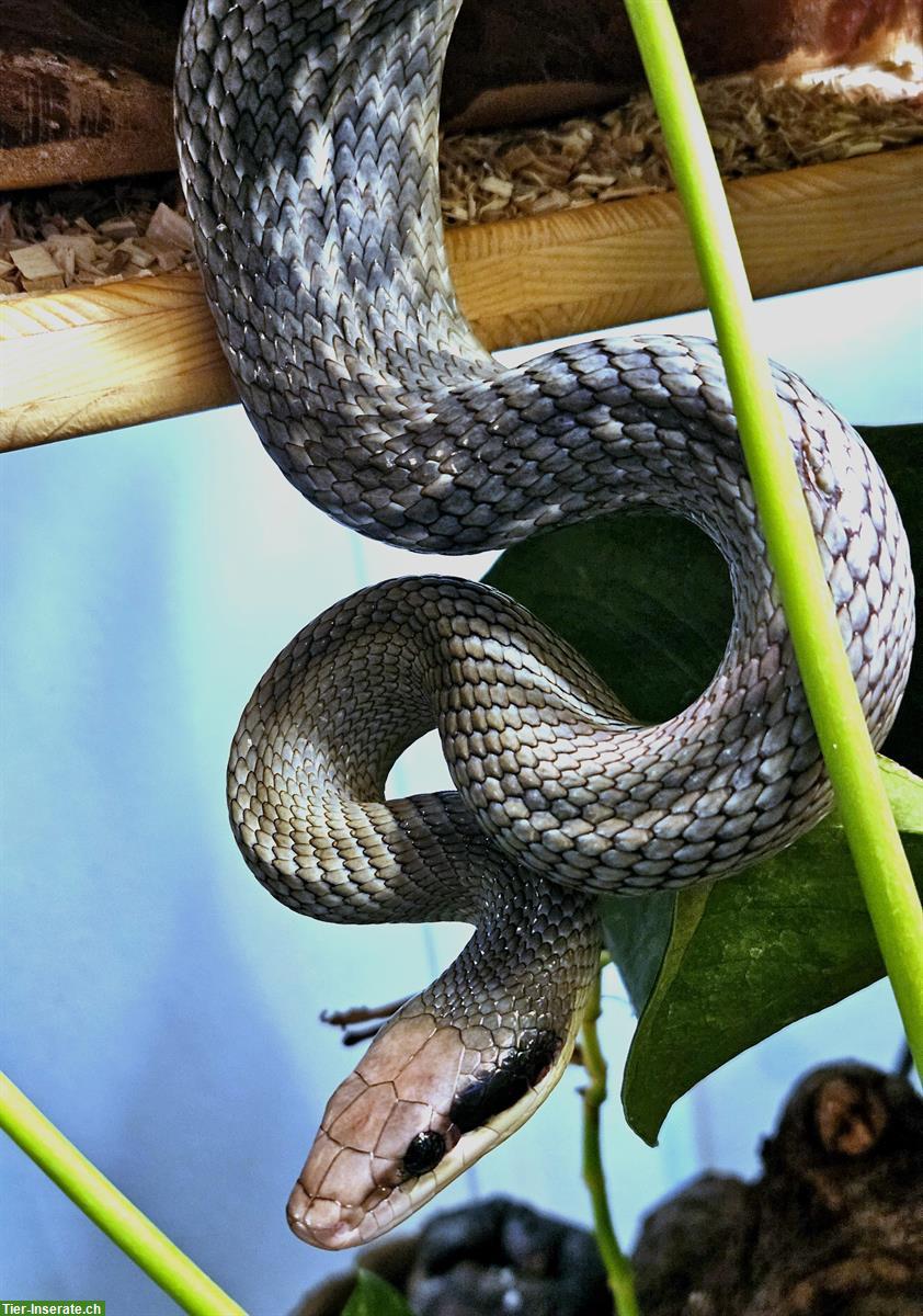 Bild 3: Schönnatter Blue beauty (Orthriophis taeniurus)