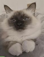 Junger Heilige Birma Kater Seal Point